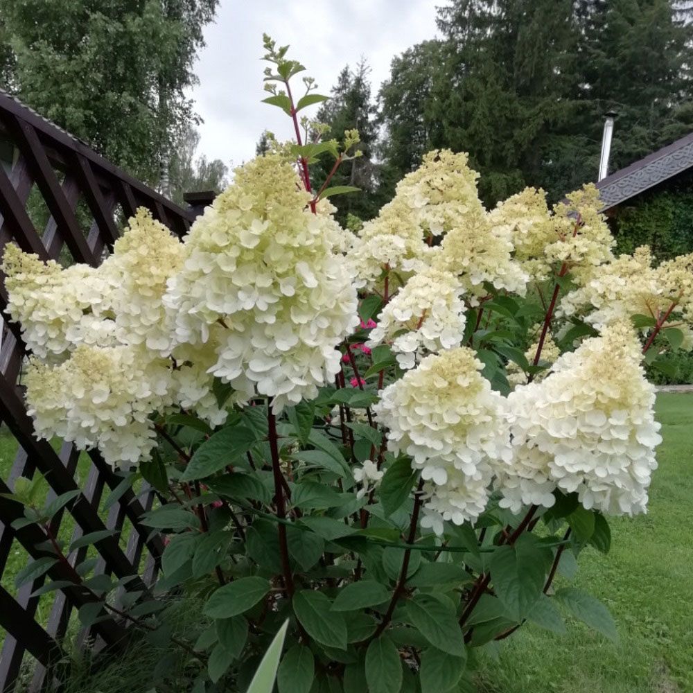 Гортензия метельчатая Геркулес ц/к