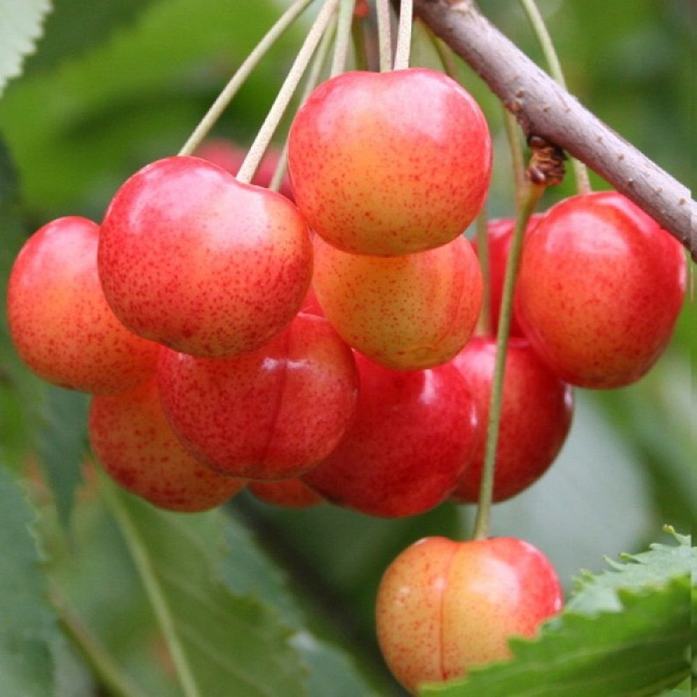 Черешня Орловская розовая ЗКС