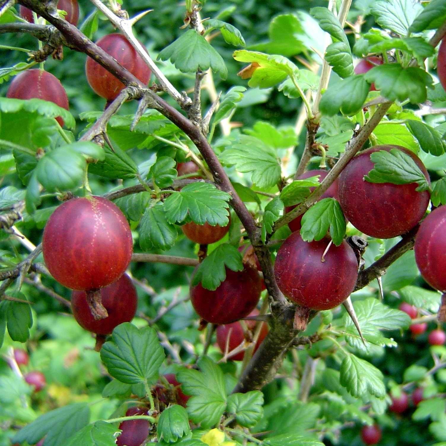 Крыжовник Юбиляр С3