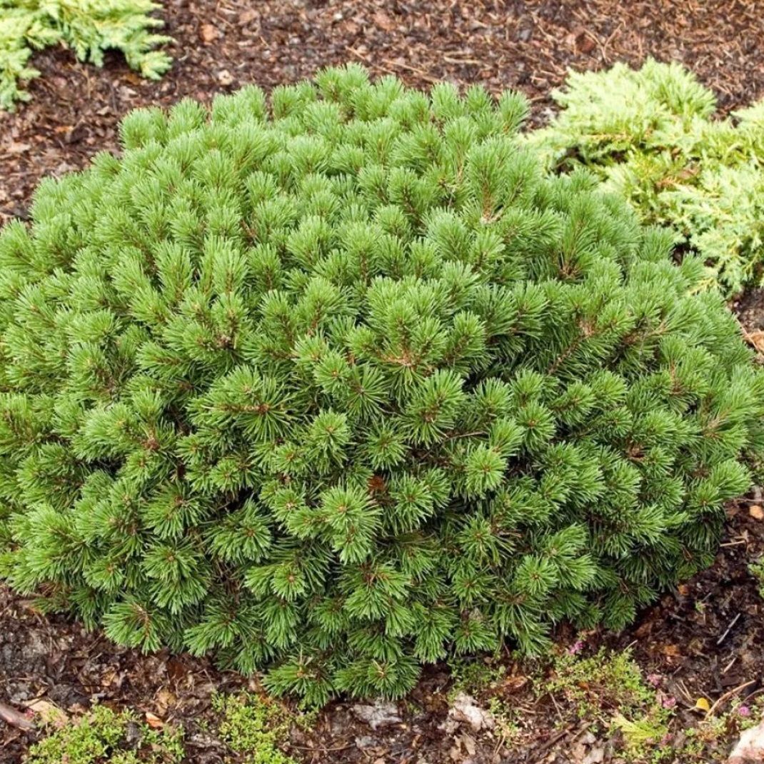 Сосна горная Мопс V2