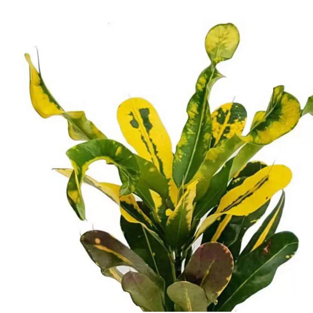 Кодиеум Мамми d7 см