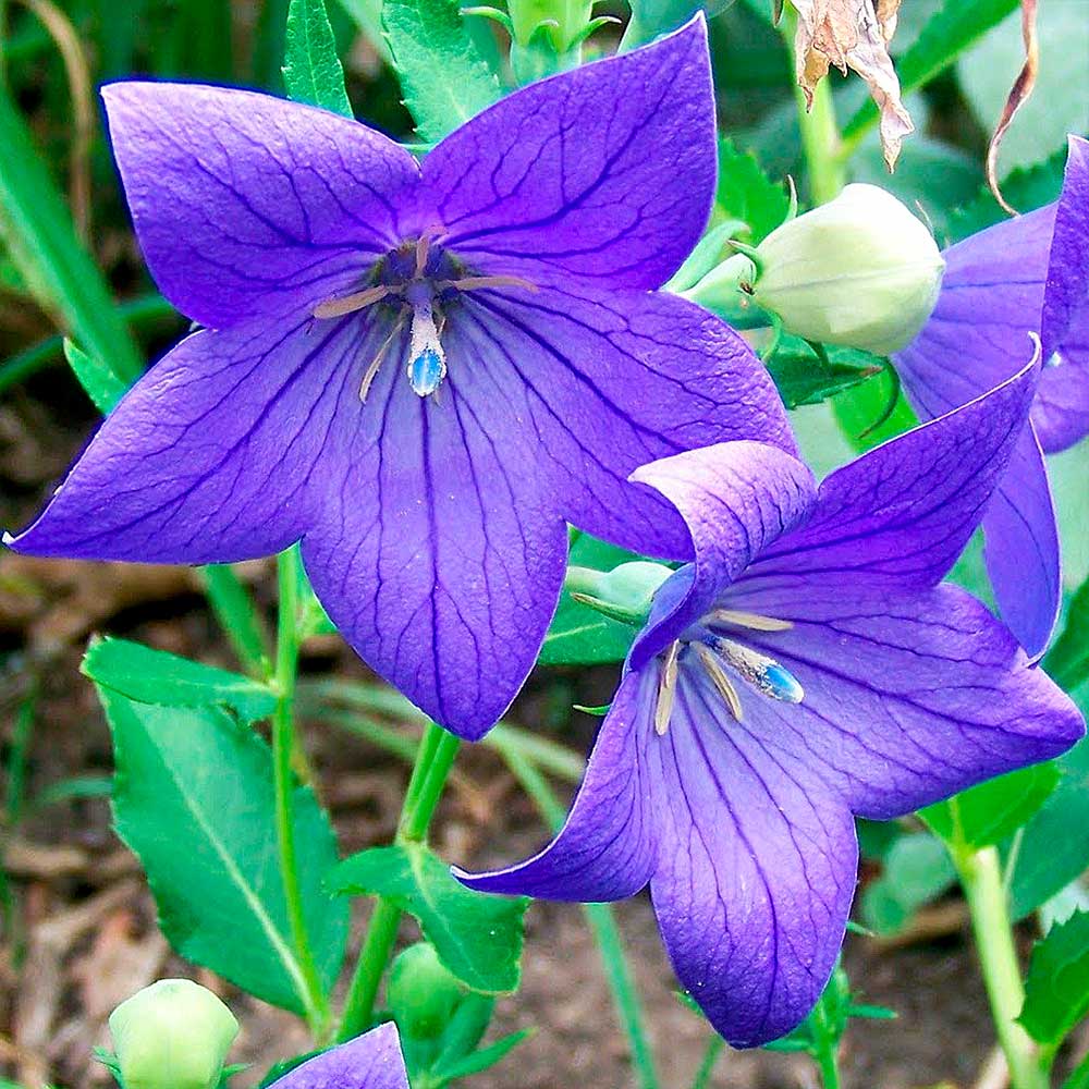 Платикодон Синий (ЦВ) ("М) 0,1гр