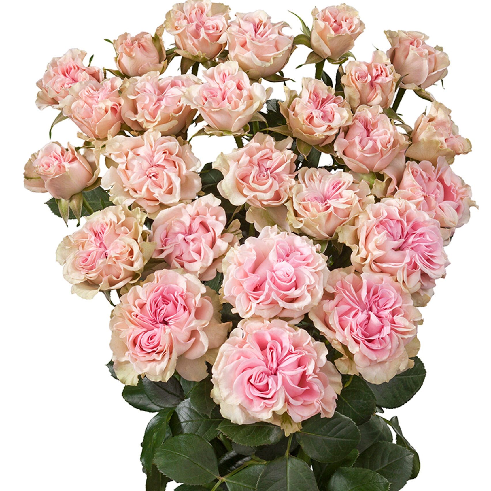 Роза спрей Свит Флоу С7/С10