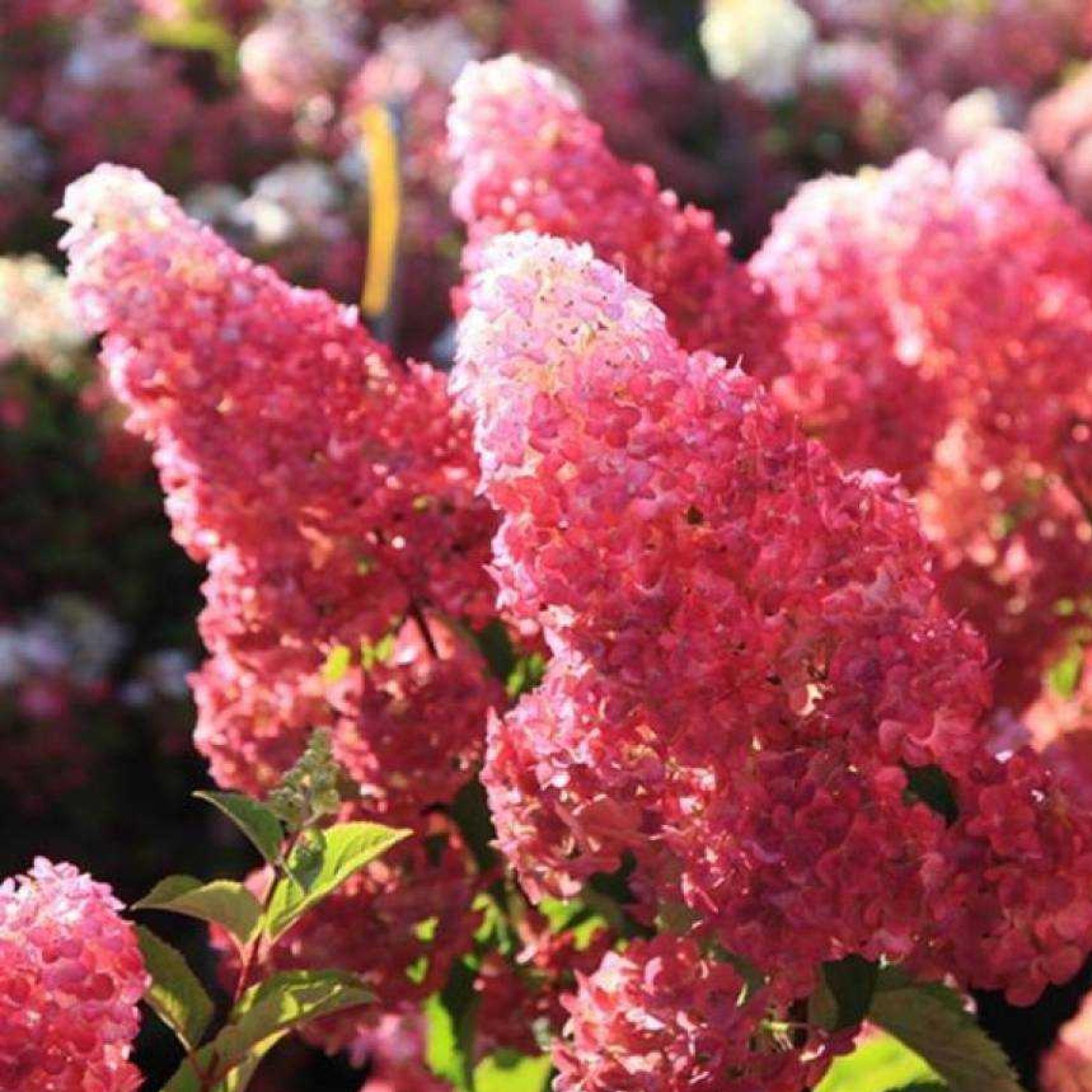 Гортензия метельчатая Фрайз Мельба С3