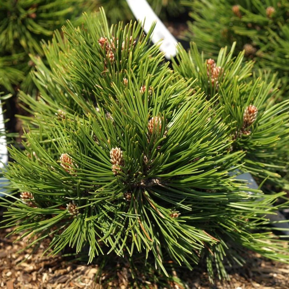 Сосна гельдрейха Дольче Дом V2