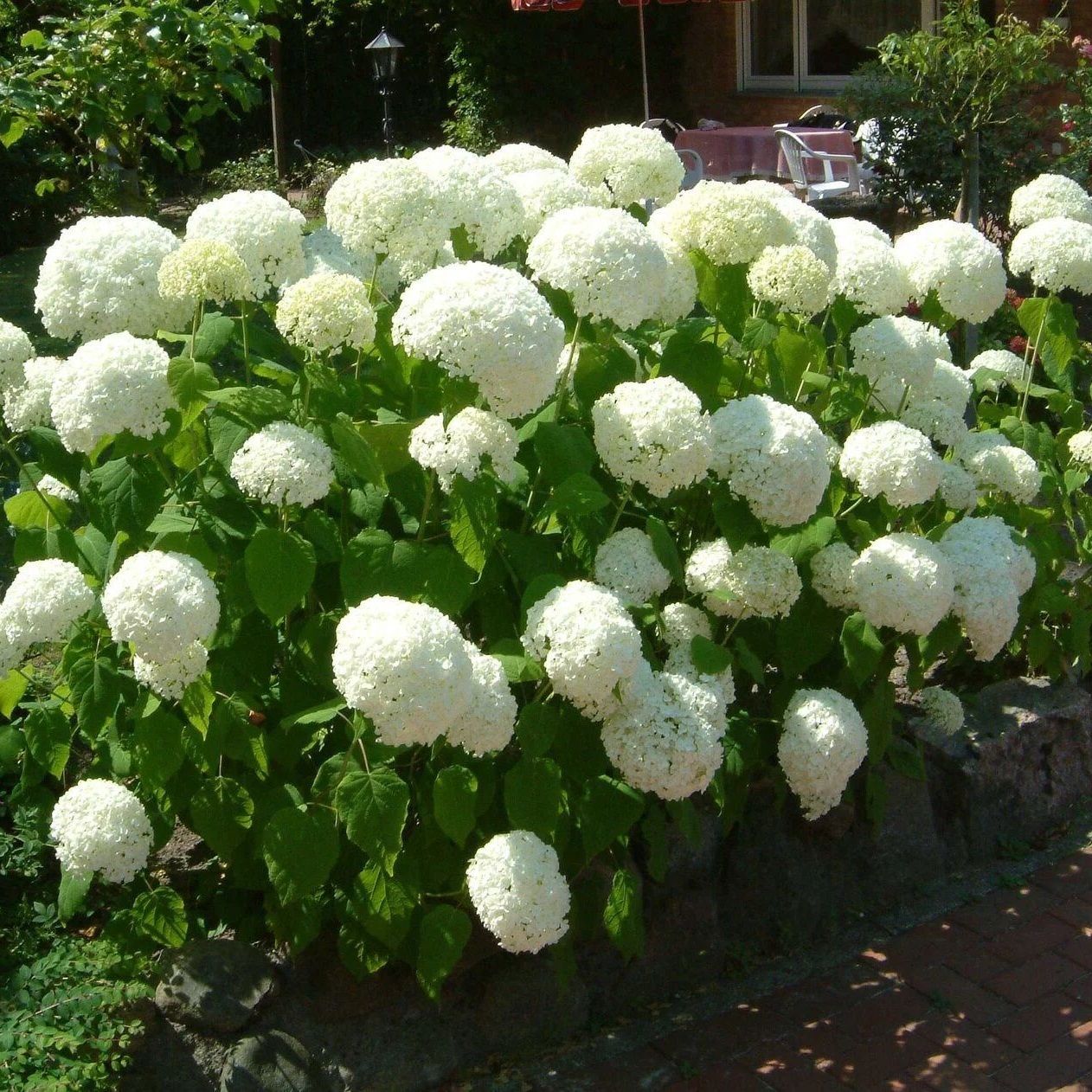 Гортензия древовидная АнабельV3