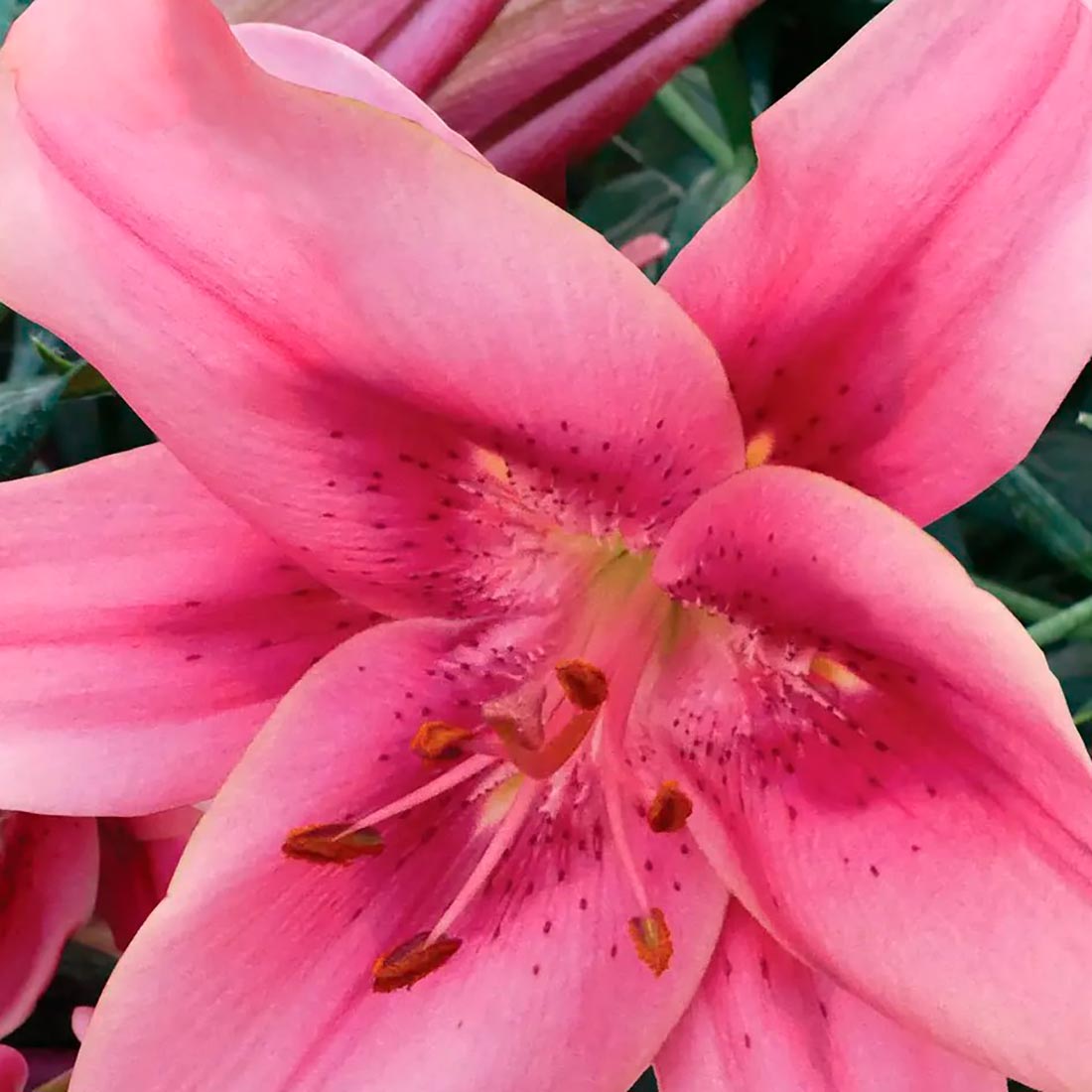 Лилия ОА-Гибрид Чайлд ин Тайм 16-18 см (1 шт) коробка