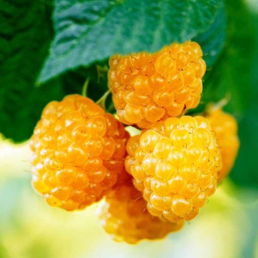 Малина ремонтантная желтая Светлячок ЗКС