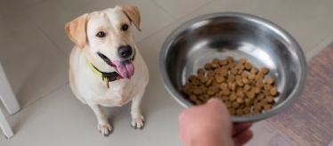 Товары для собак