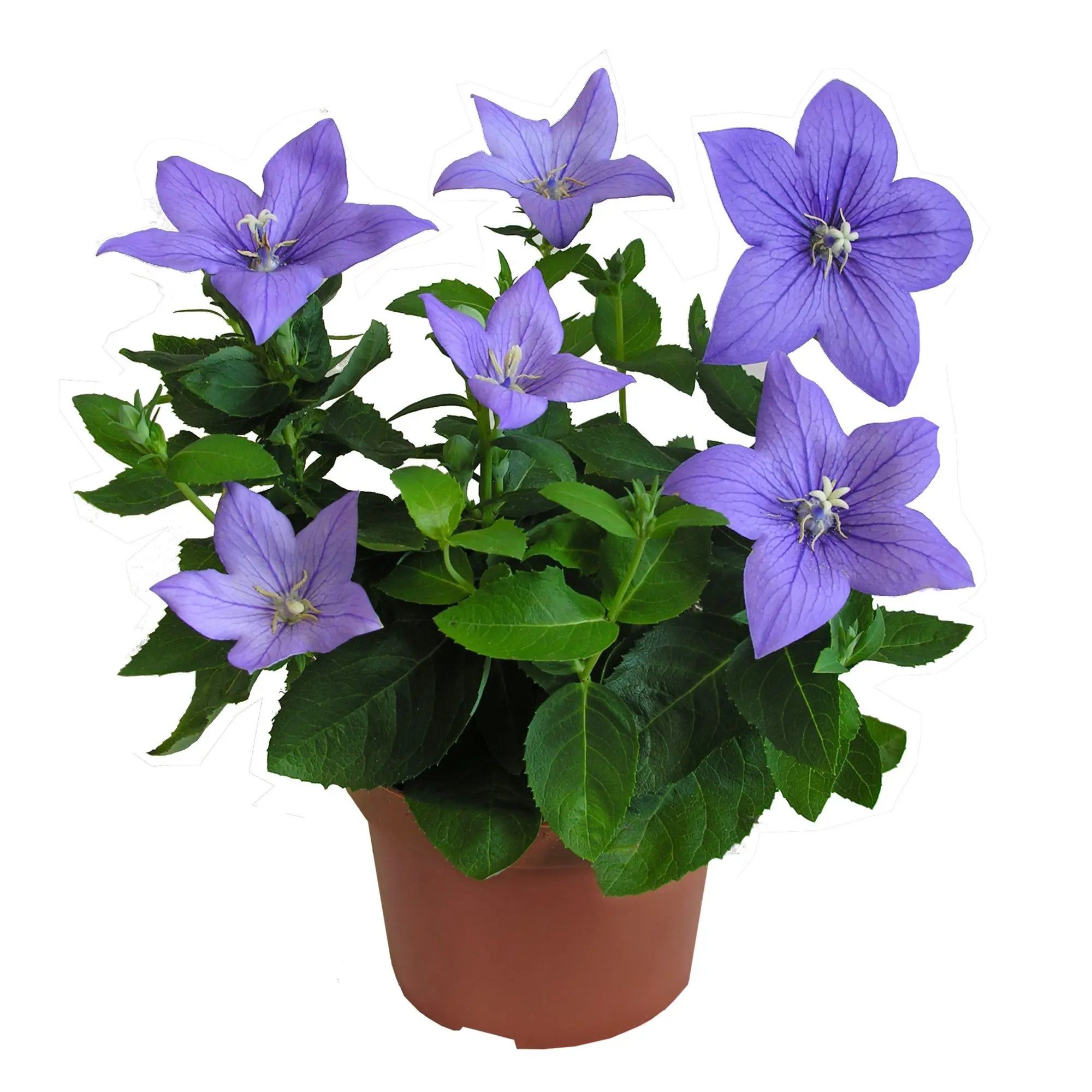 Платикодон d11 см