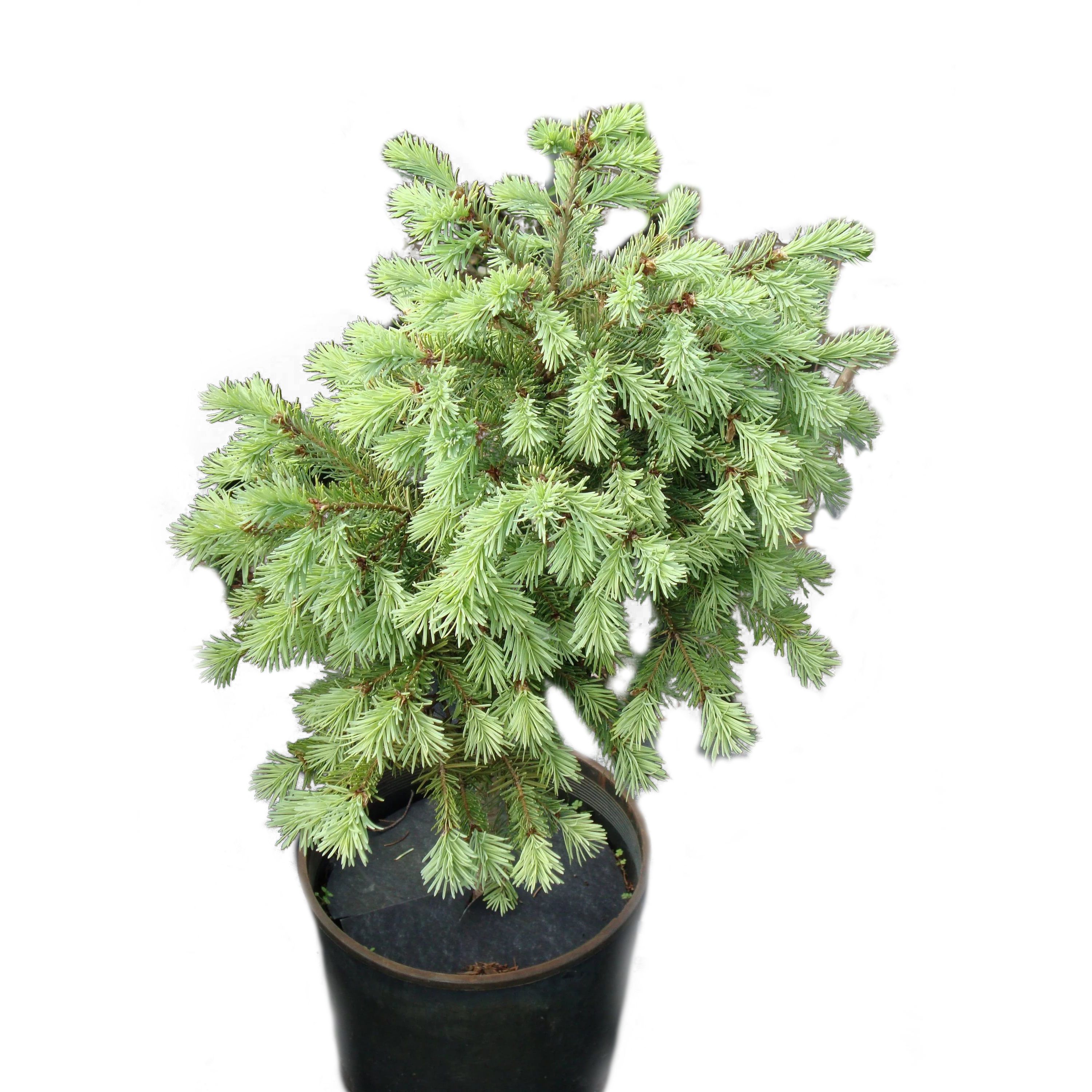 Псевдотсуга мензиса V3 Lav