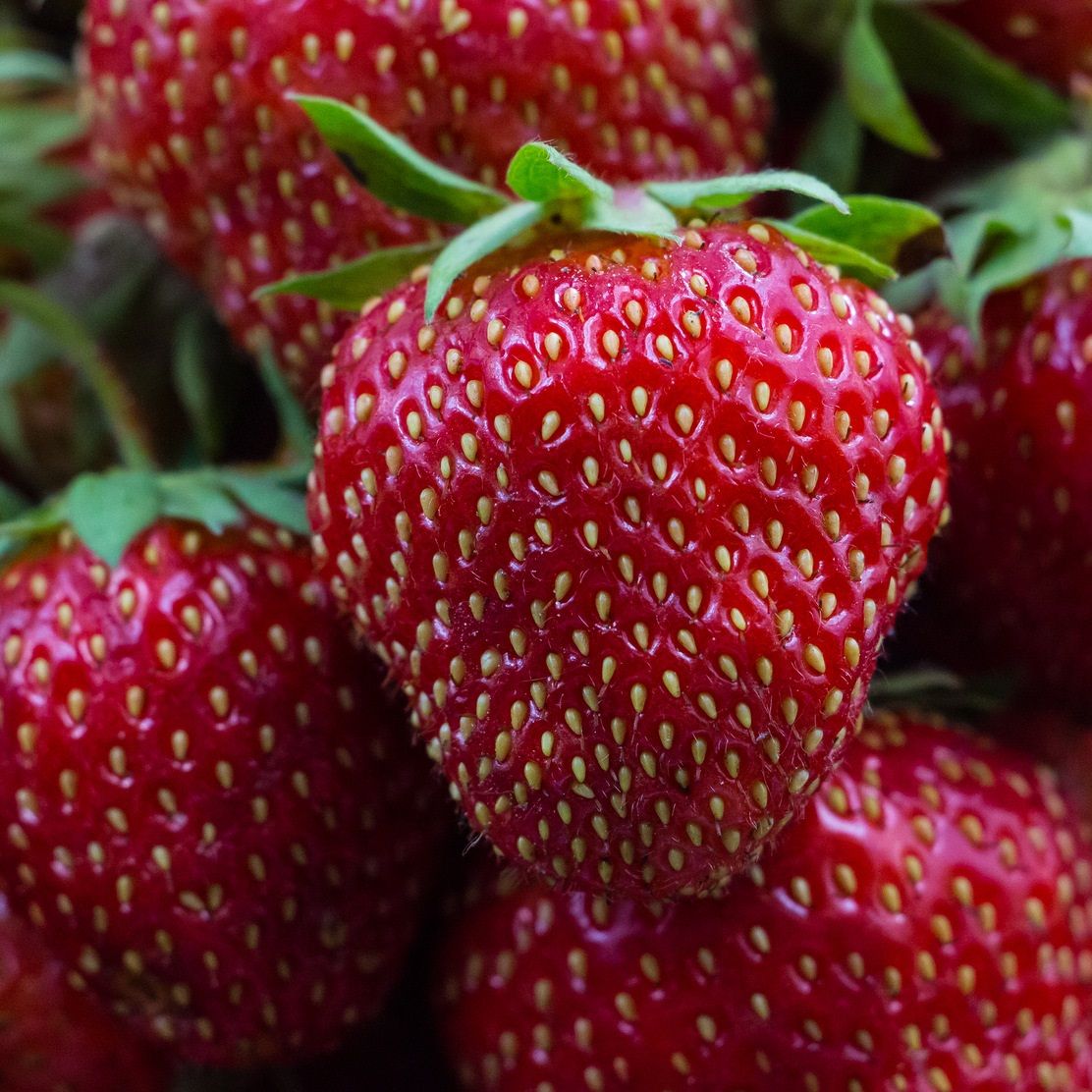 Рассада Земляника ремонтантная Диамант P9