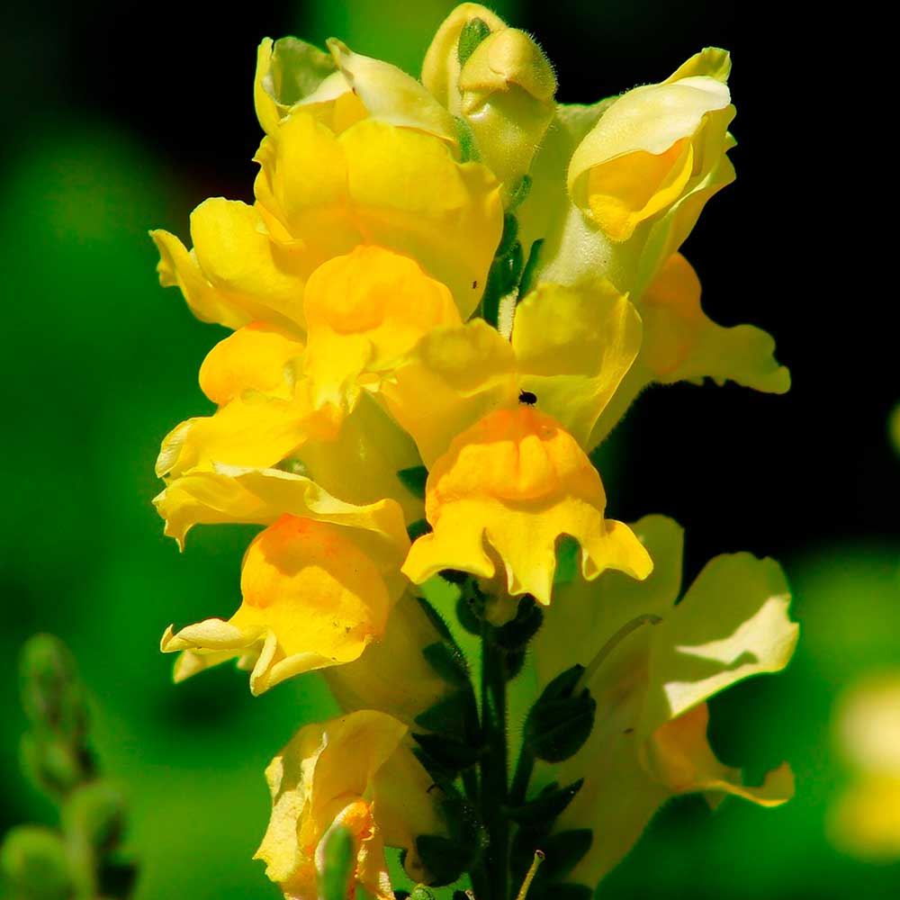 Львиный зев желтый букет ц/п