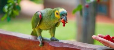 Товары для птиц