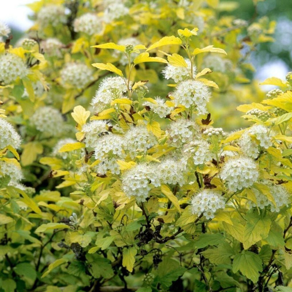 Пузыреплодник Золотистый 0,5 л