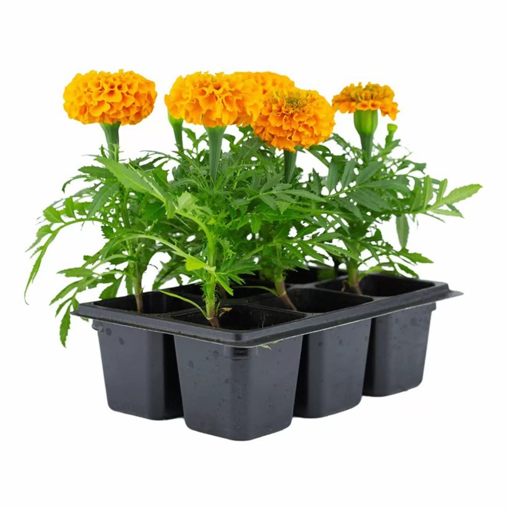 Рассада Бархатцы прямостоячие оранжевые 6 шт