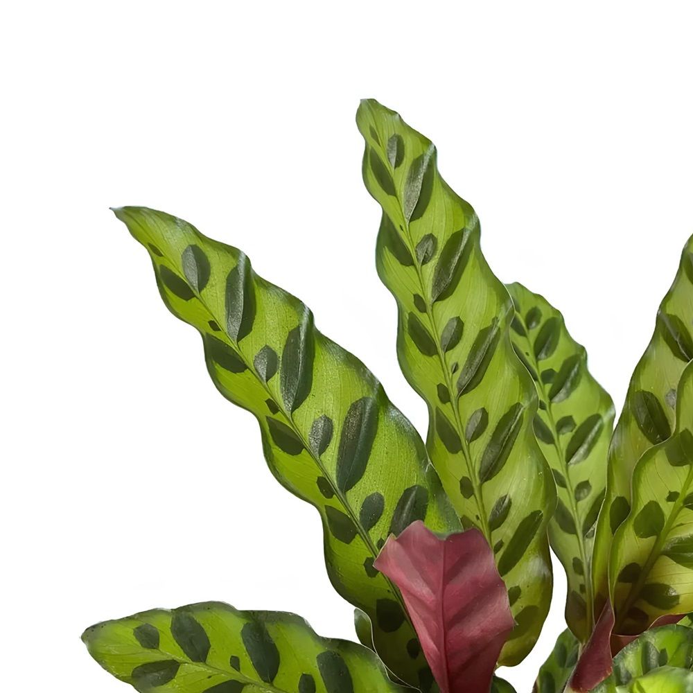 Калатея Инсигнис d14 см