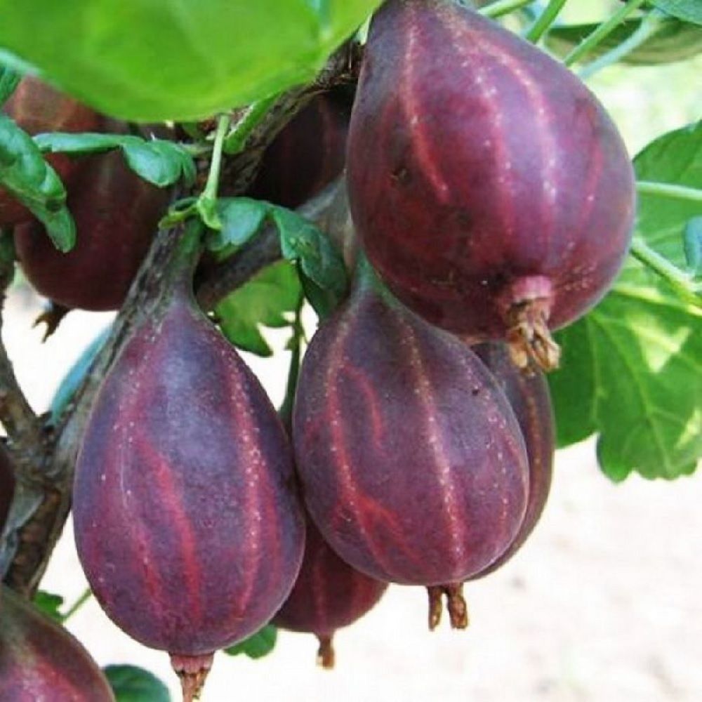 Крыжовник Серенада С2/C3