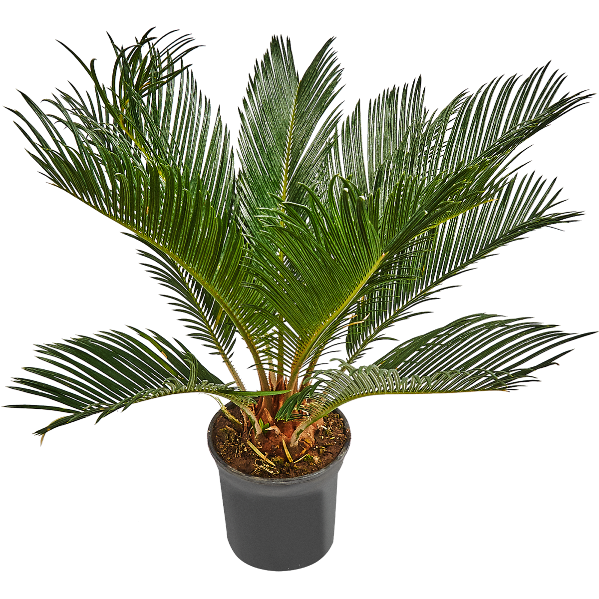 Цикас Революта d21 см h60 см