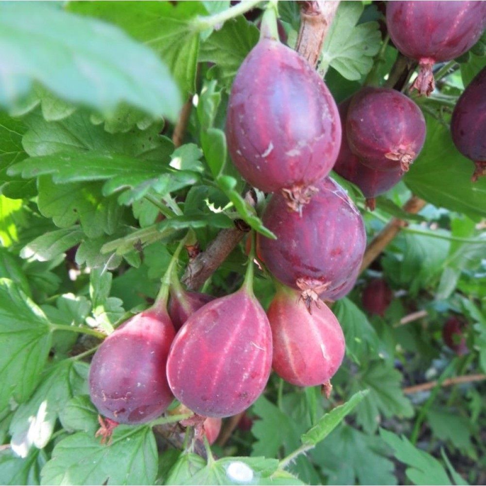 Крыжовник Серенада С2/C3