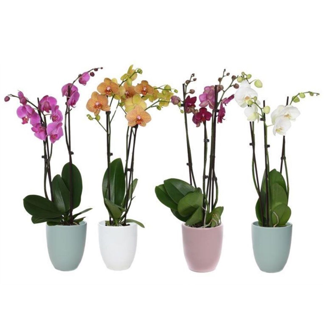 Фаленопсис микс 2 ст d12 см