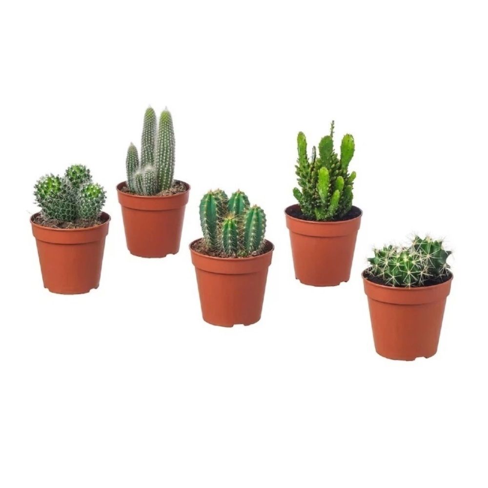 Кактус микс премиум d5 см