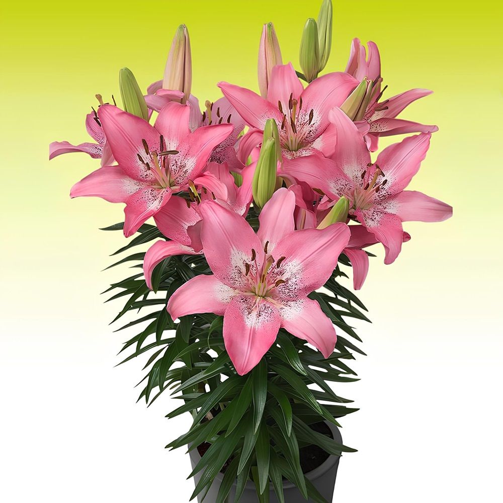 Лилия азиатская низкорослая Тренди Никосия 12-14 2 шт