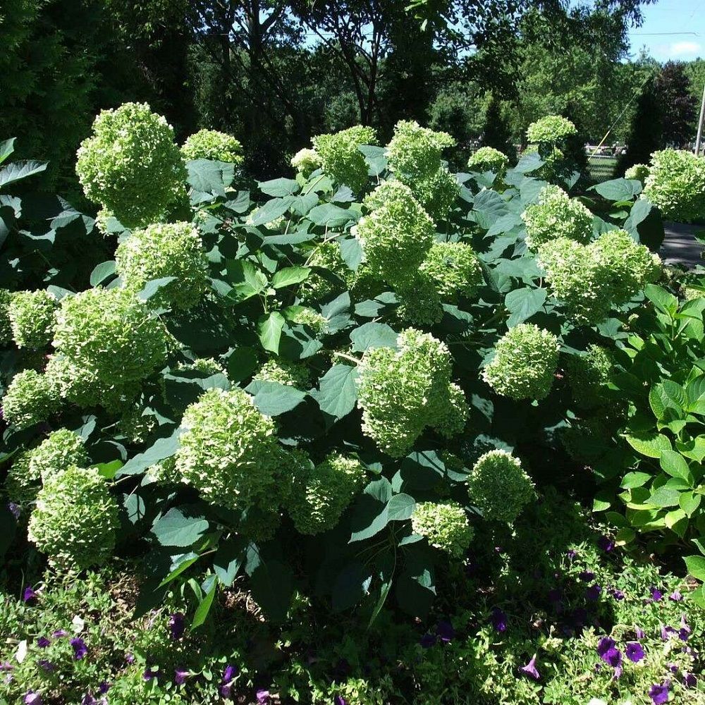 Гортензия древовидная Лайм Рики Р9