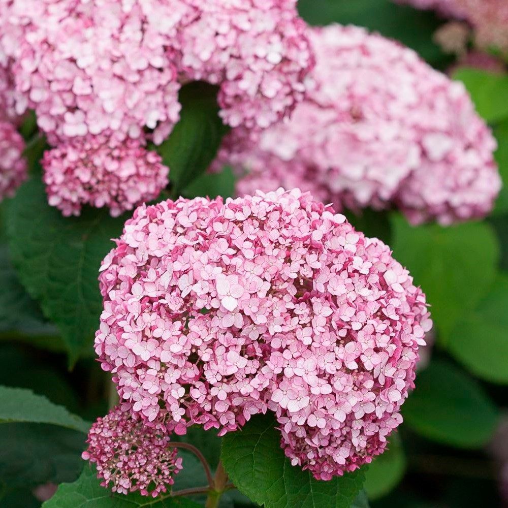 Гортензия древовидная Свит Аннабель Р9
