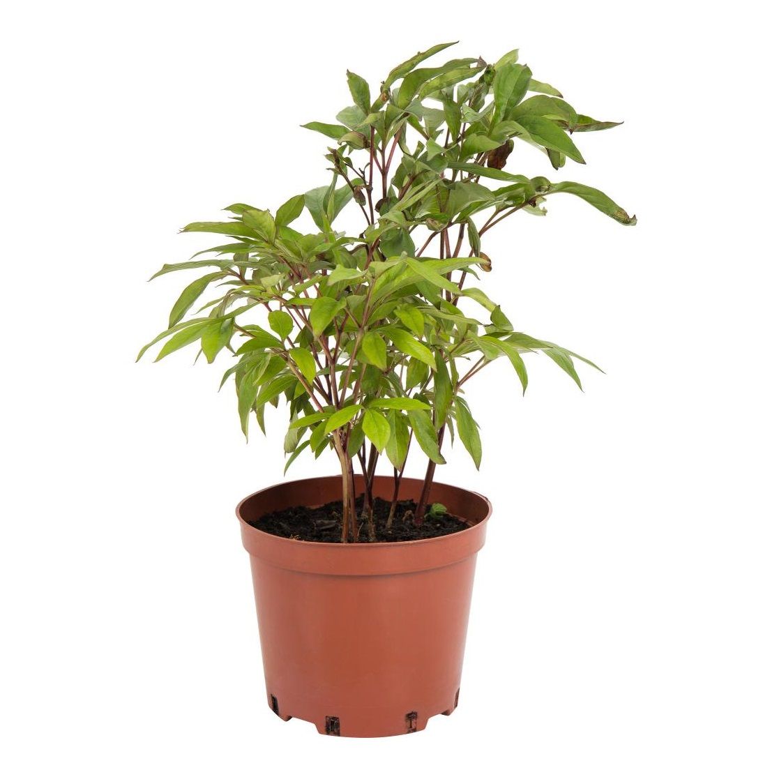 Пион микс d12 см h15 см