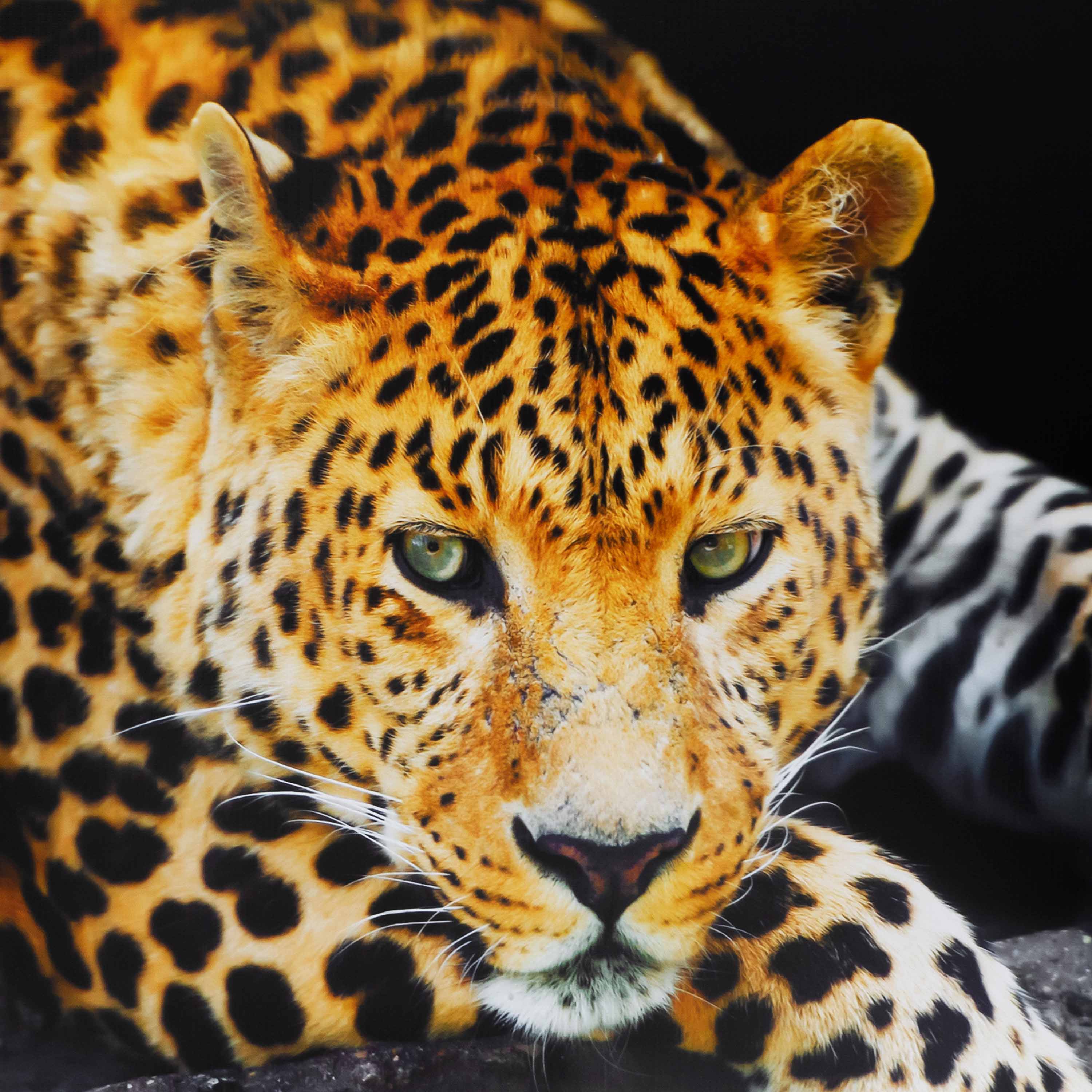 Картина-Холст Н-1153L (60x100) Леопард