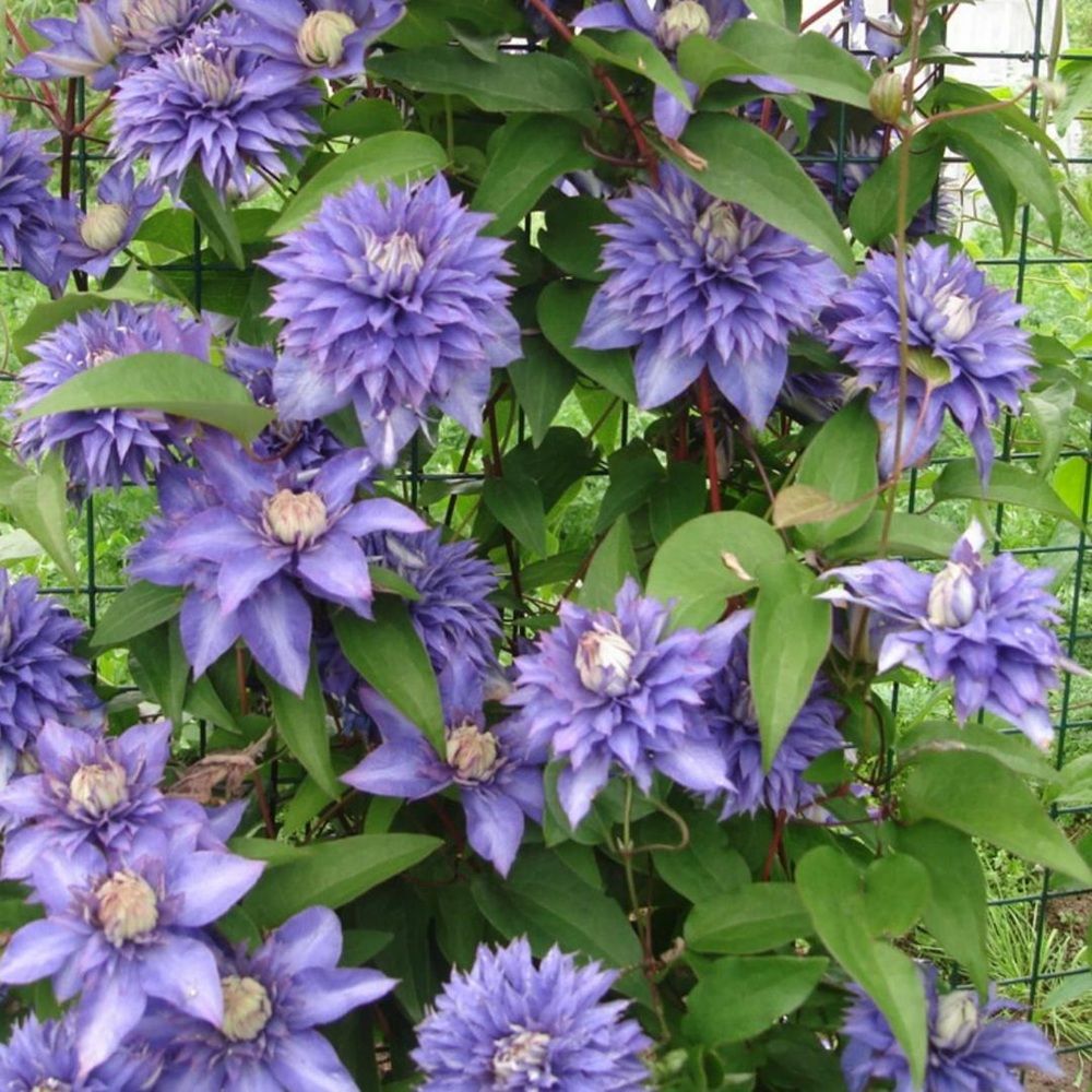 Клематис махровый С2