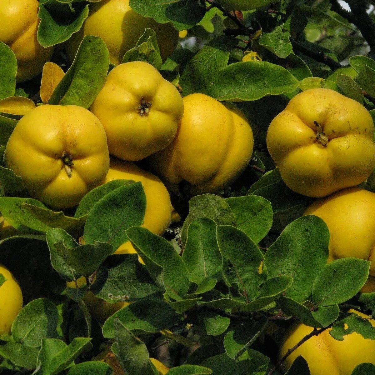 Айва японская Нивалис V2 Lav