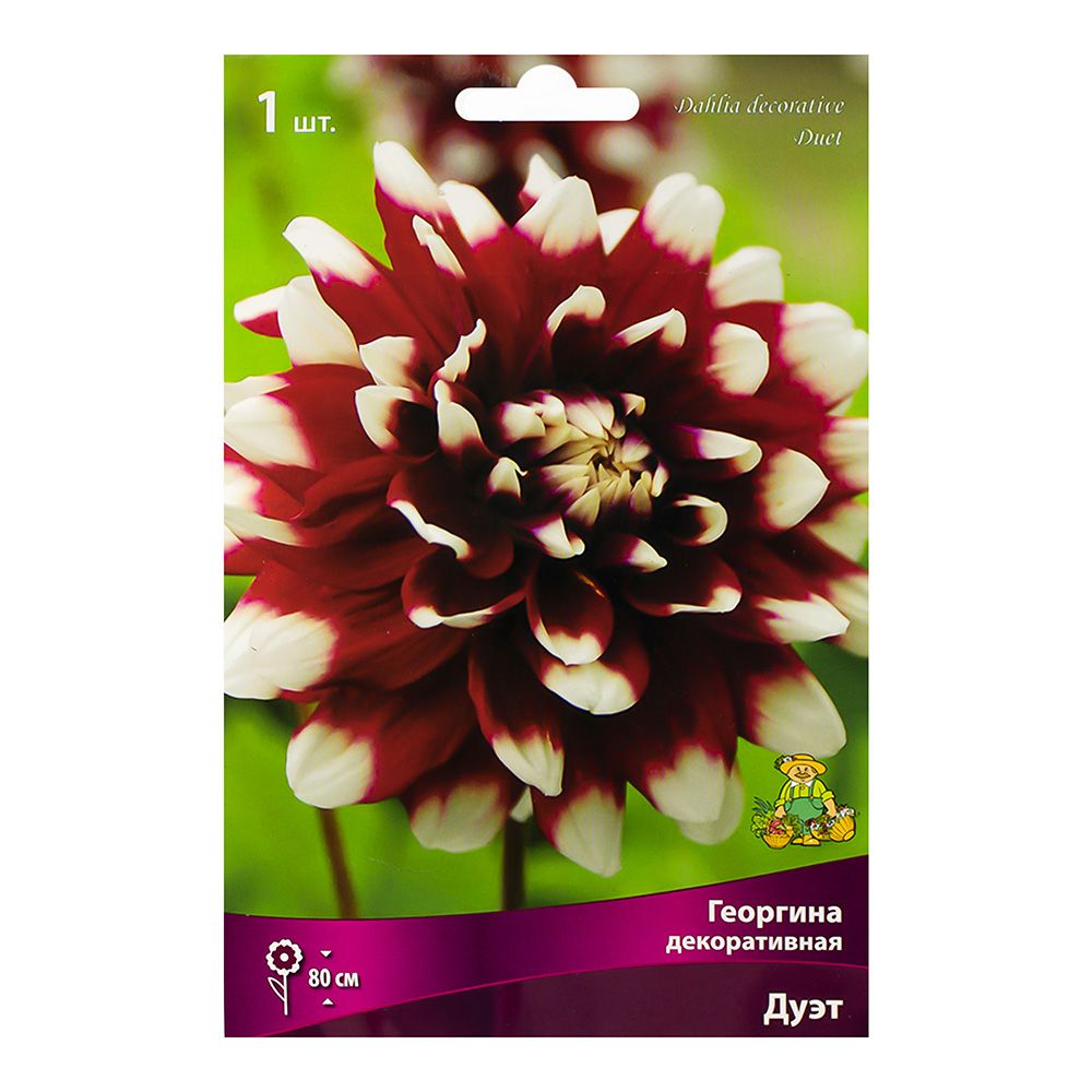 Георгина декоративная Дуэт (тёмно-вишневый с белыми кончиками, 1шт)