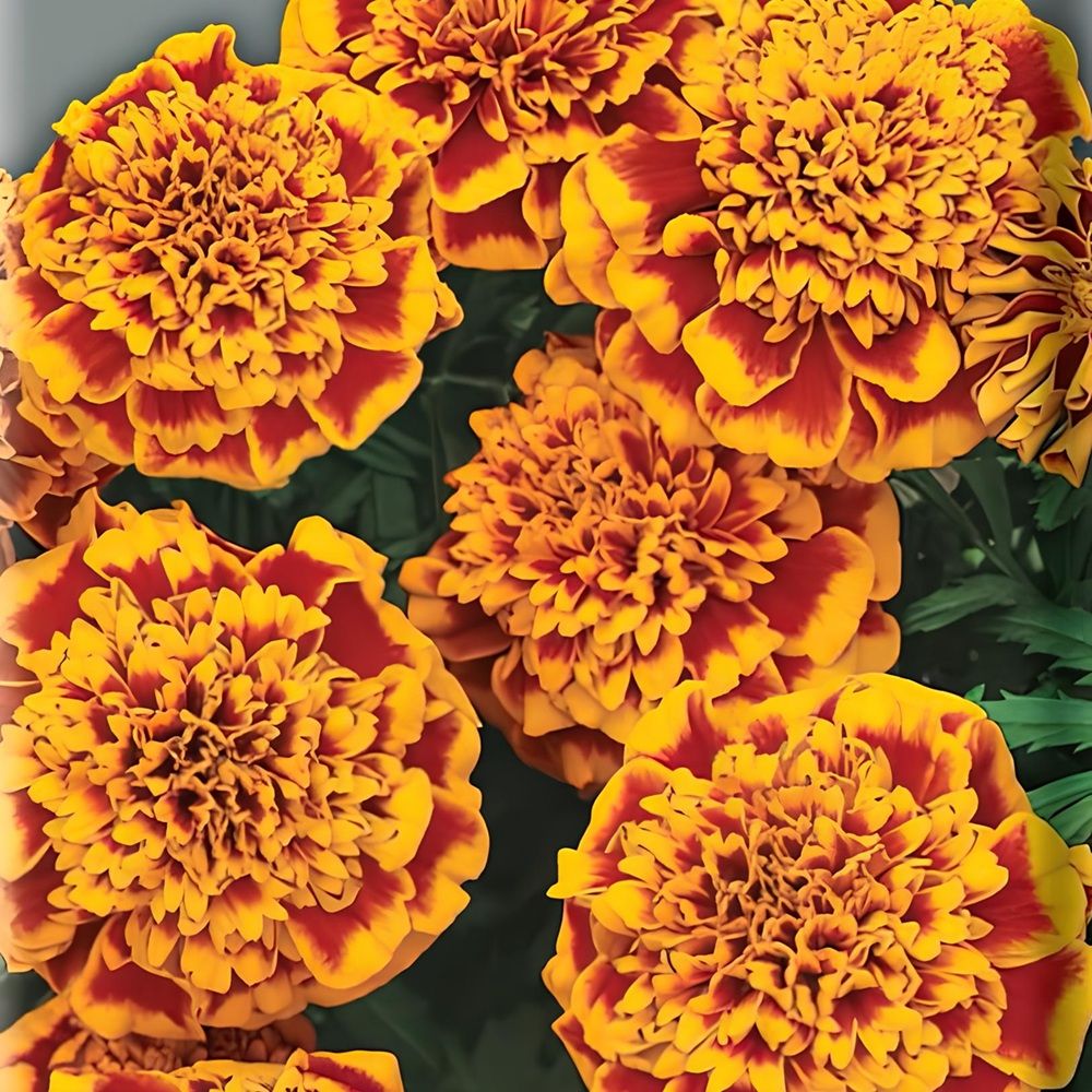 Рассада Бархатцы отклоненные двухцветные 6 шт