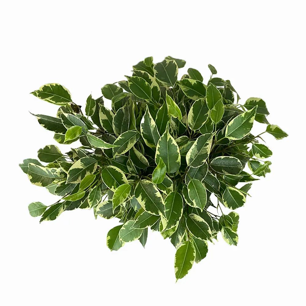 Фикус Бенджамина Кинки d12 см