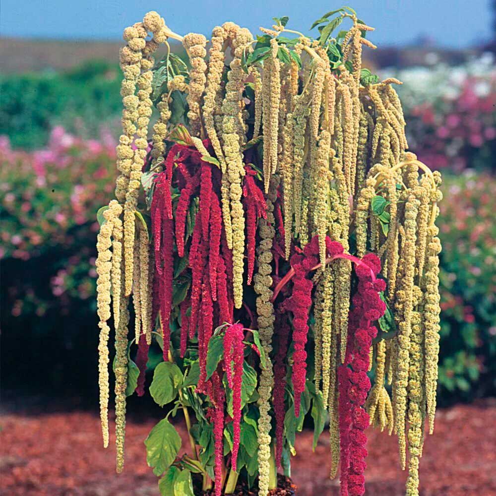 Амарант Смесь видов(ЦВ) ("1) 0,2гр.