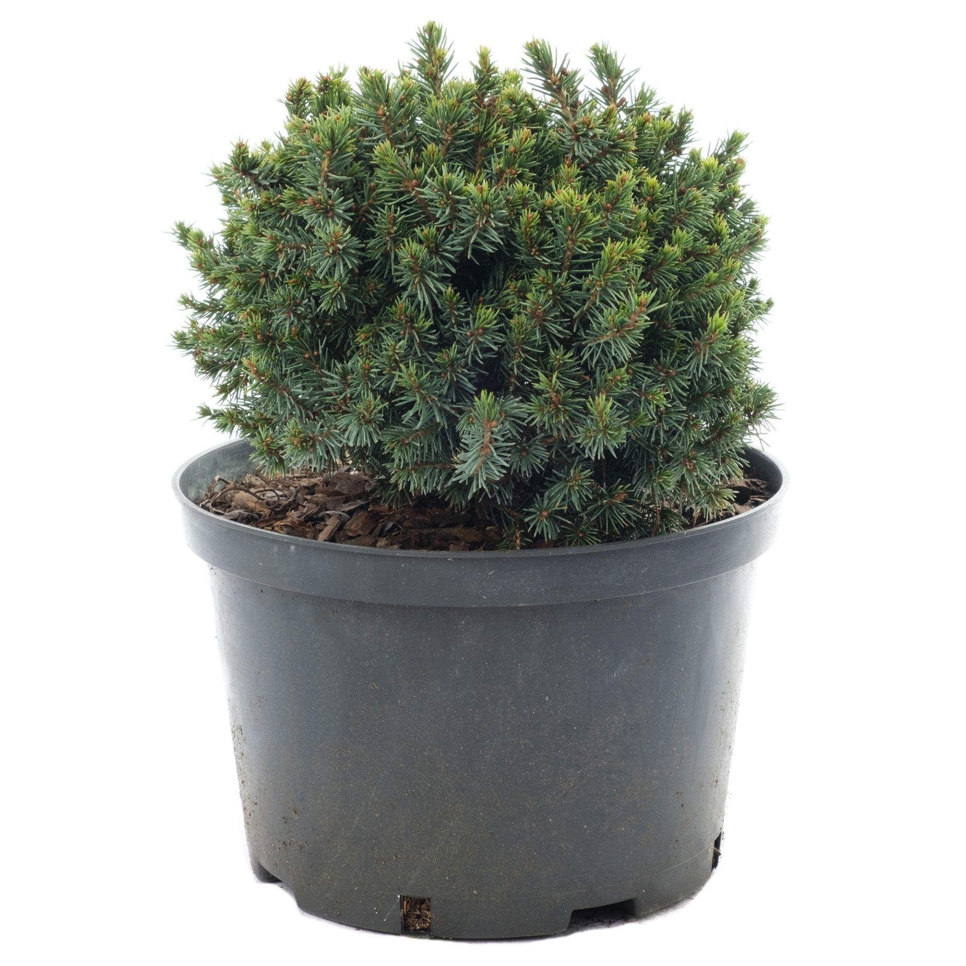 Ель Пицея Глаука Блю Планет d18 см h20 см