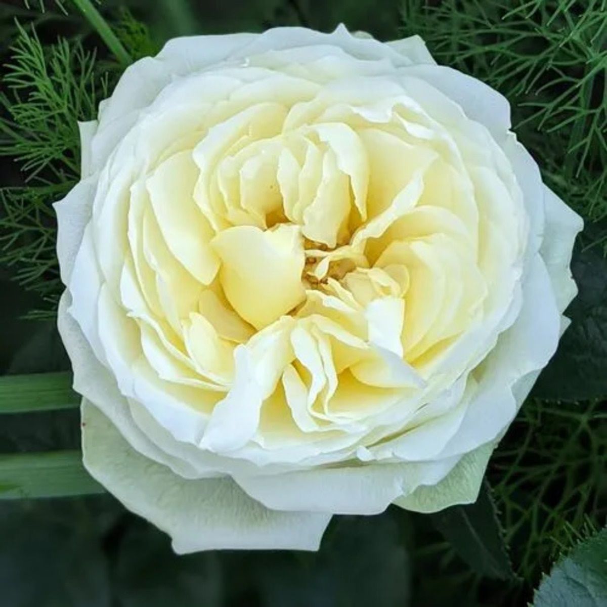 Роза флорибунда Вайт Пиано С7/С10