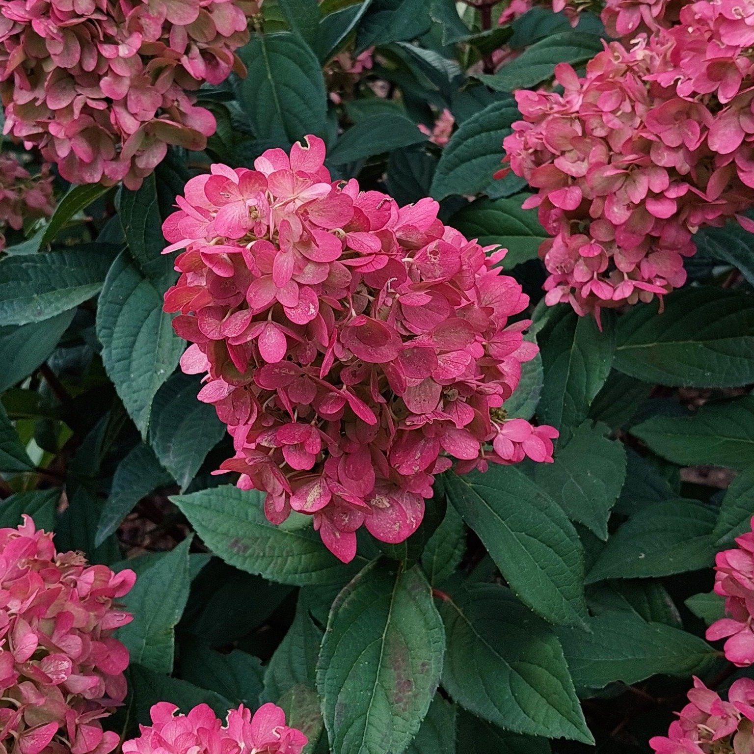 Гортензия метельчатая Бонфаер 2 л