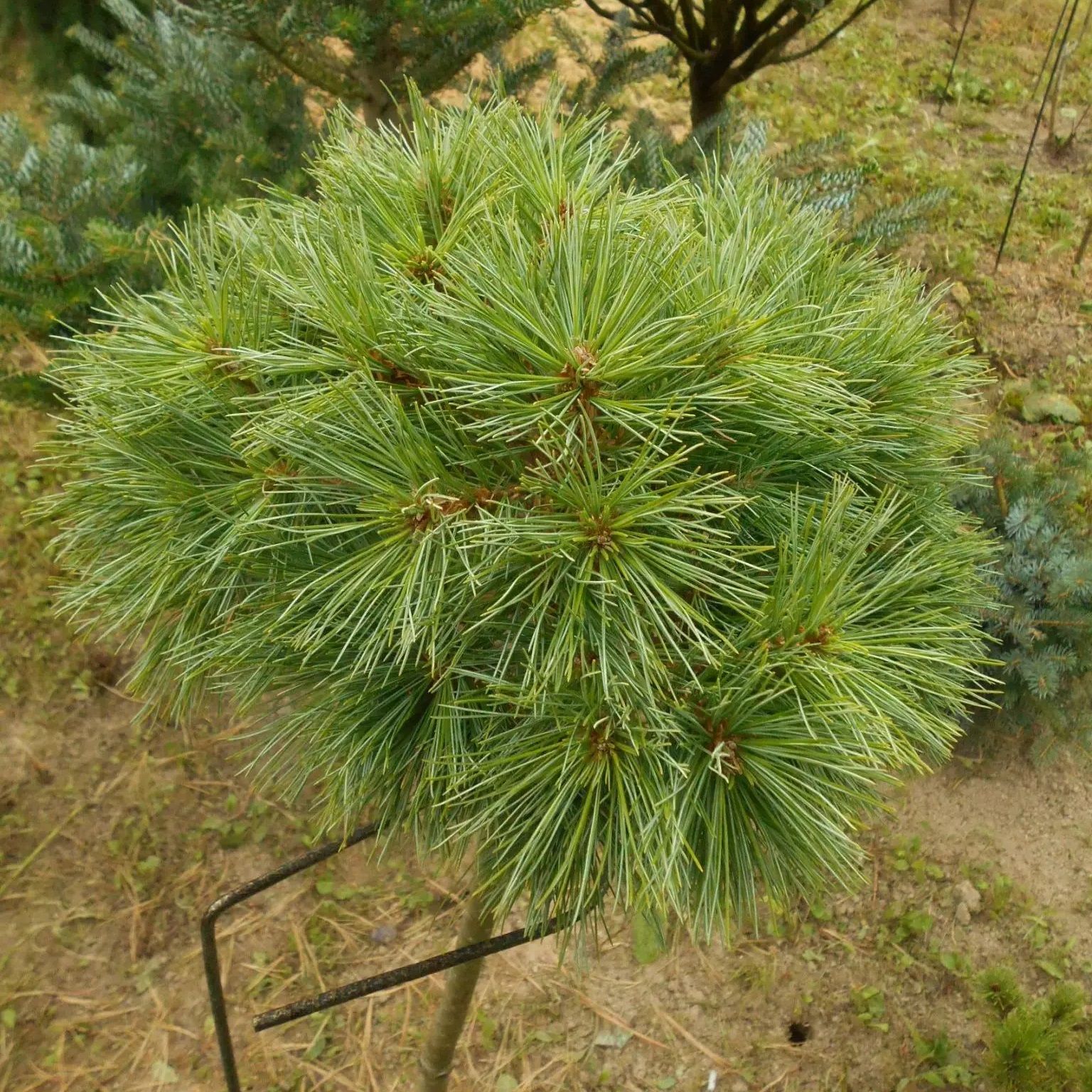 Сосна веймутова Сиа Урчин V3