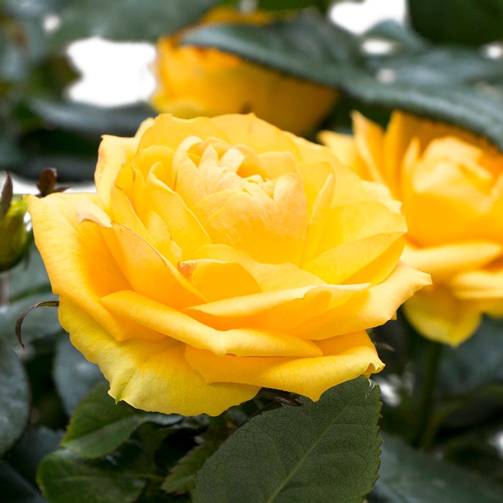 Роза садовая микс С3