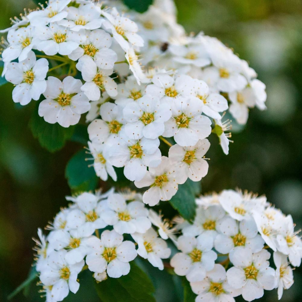 Спирея летнецветущая С2