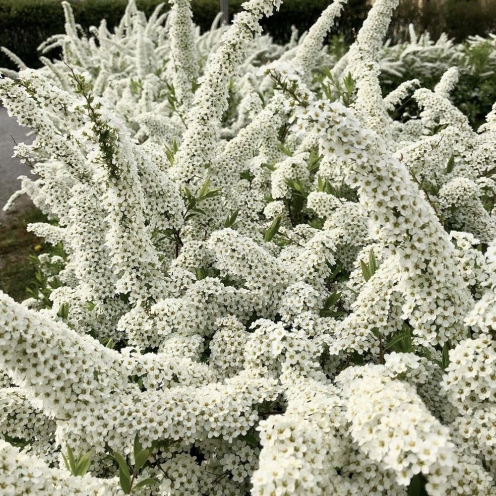 Спирея серая Грефшейм ц/к