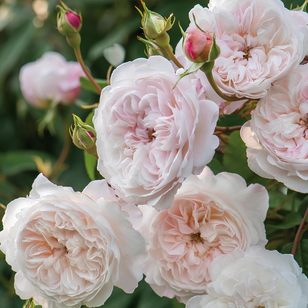 Роза английская Клер роуз V5 Lav