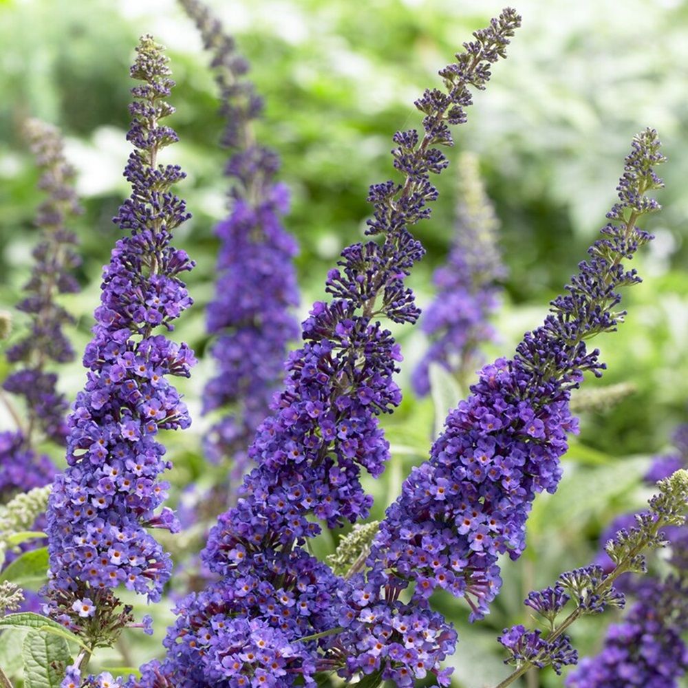 Буддлея Давида Эмпайр Блю ц/к