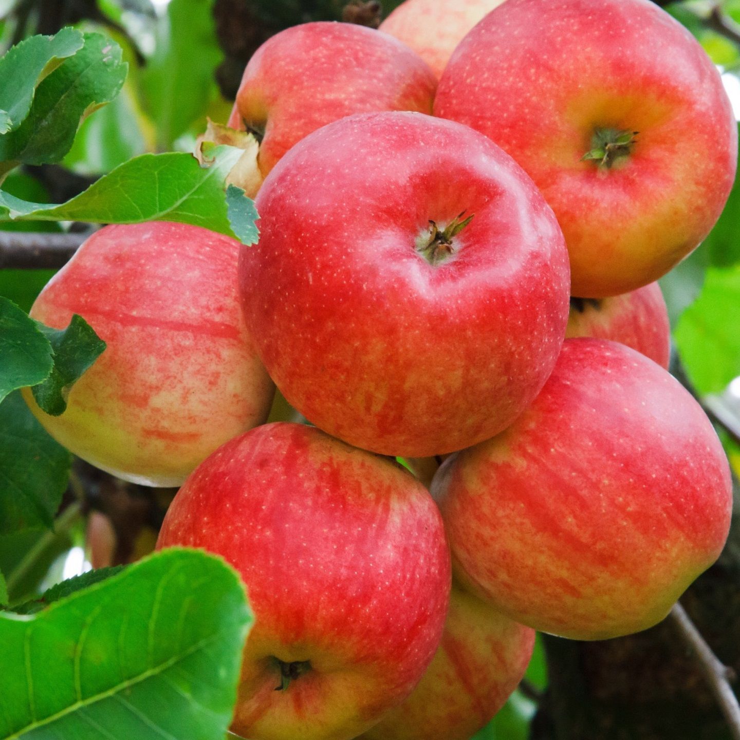 Яблоня зимняя Академик Казаков С7