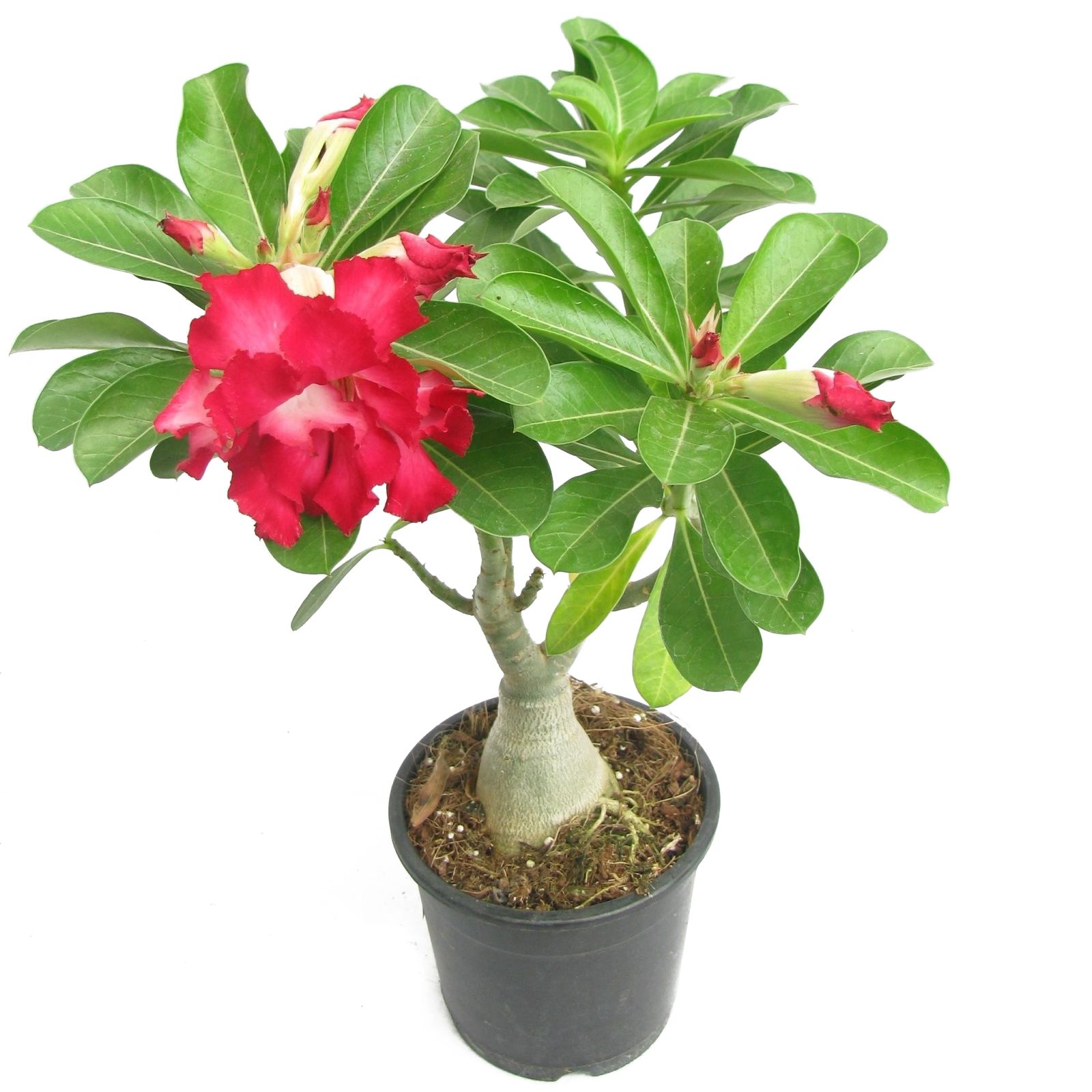 Адениум микс d12 см