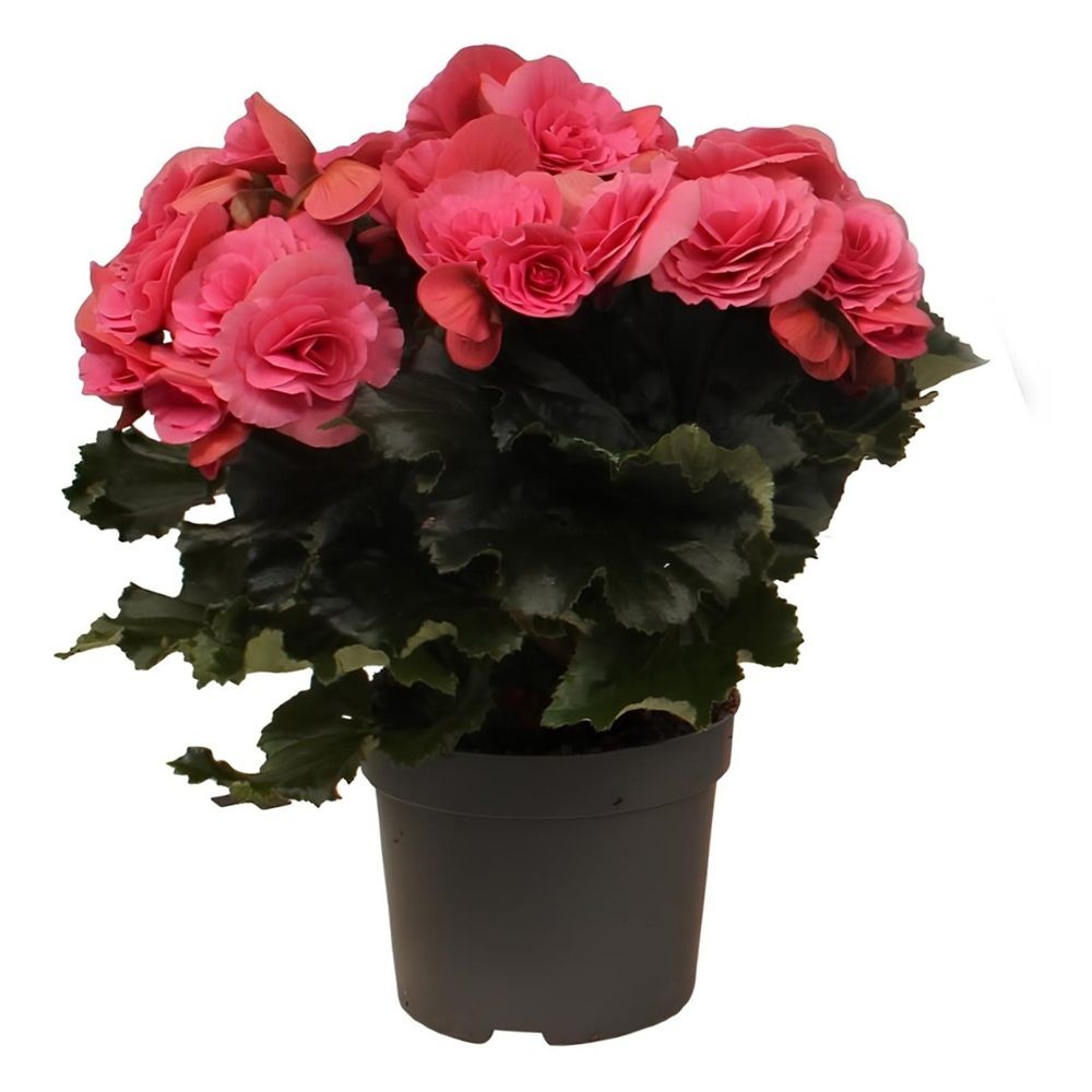 Бегония Элатиор d15 см