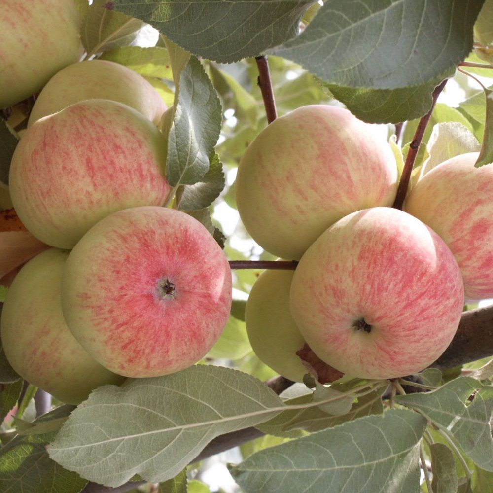 Яблоня осенняя Орловское Полосатое С7 ЗКС